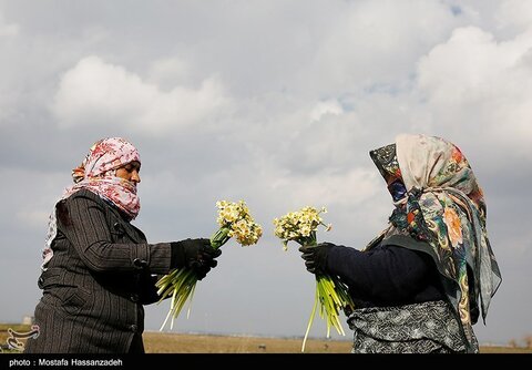 برداشت گل نرگس در استان گلستان