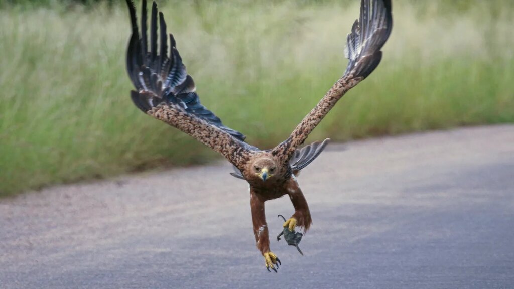 ببینید | لحظه حیرت‌انگیز پرواز یک بزغاله با عقاب عظیم الجثه!
